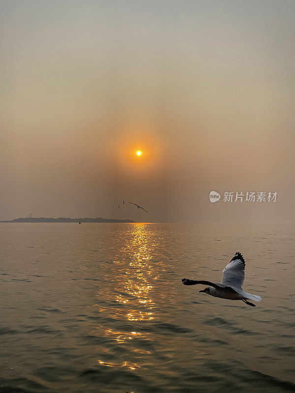 细嘴鸥(Chroicocephalus genei)在日落的天空中飞过海浪的特写图像，夕阳带着橙色的光环在印度洋上空飞行，重点在前景